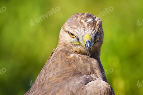 Preview: Hawk Portrait. Green Nature Background Long Legged Buzzard. Buteo Rufinus.