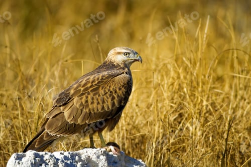 Preview: Bird Of Prey. Buzzard And Its Hunt Least Weasel. Yellow Nature Habitat Background. Bird: Long