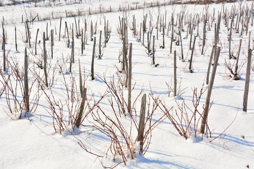 Preview: Winter Landscape Vineyard