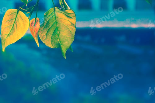 Preview: Autumn Landscape With Bright Colorful Leaves. Indian Summer.