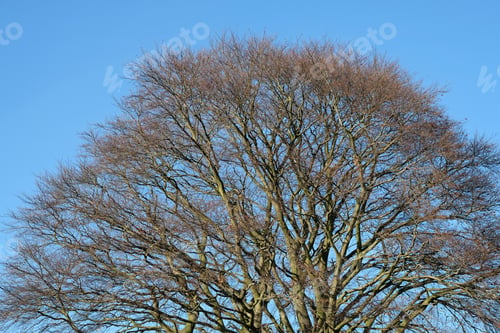 Preview: Large Bare Tree With Blue Sky Background
