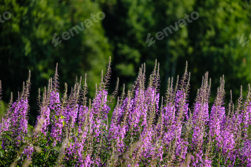 Preview: Sunny Meadow With Different Flowers In Summer Day With Clear Weather