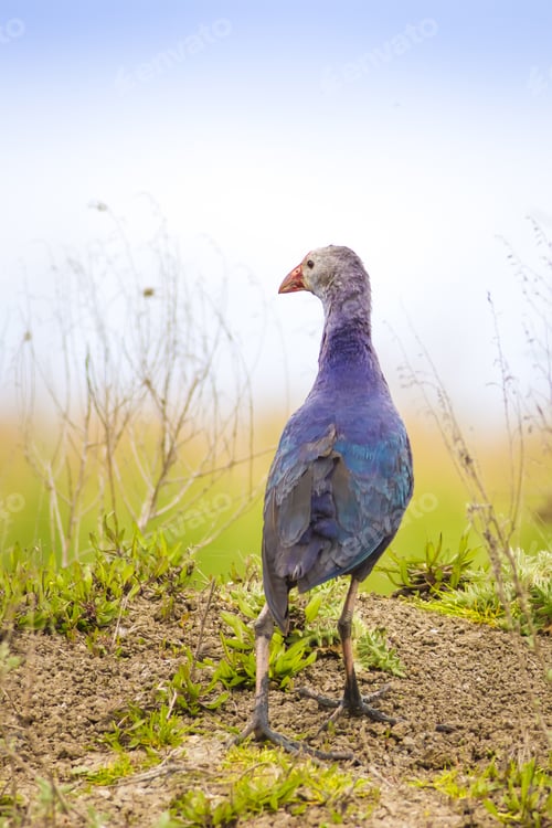 Preview: Blue, Purple Bird Swamphen Purple Swamphen Porphyrio Porphyrio
