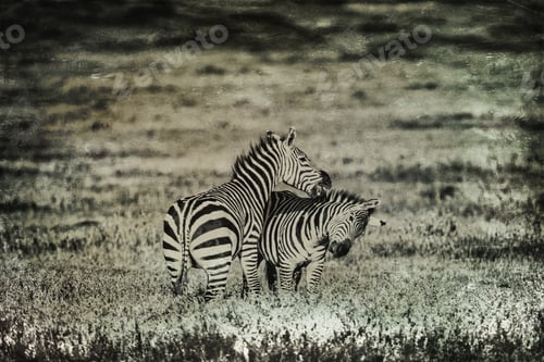 Preview: Vintage Style Image Of Zebras In The Ngorongoro Crater, Tanzania