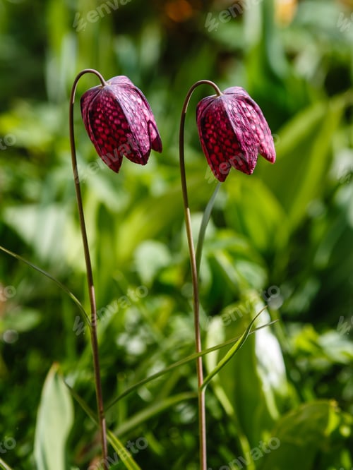 Preview: Fritillaria Meleagris In Spring Garden. Lovely Chequered Snakes Head Lily On A Springtime
