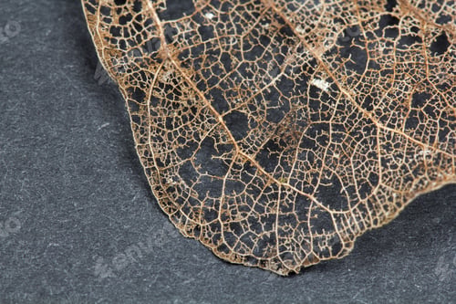 Preview: Texture With Rotten Leaves With Fibers - Filigree Abstract