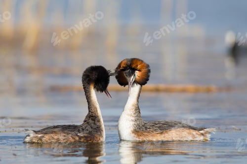 Preview: Couple Birds. Blue Water Background. Bird: Great Crested Grebe. Podiceps Cristatus.