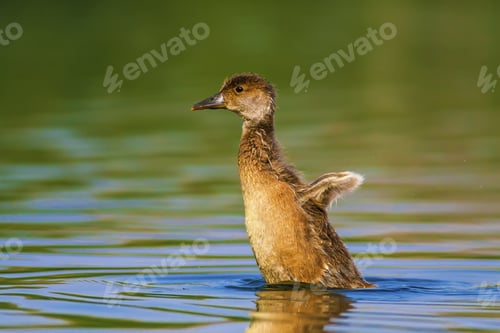 Preview: Swimming Duck. Cute Baby Duck. Green Blue Water Background. Duck: Red Crested Pochard.