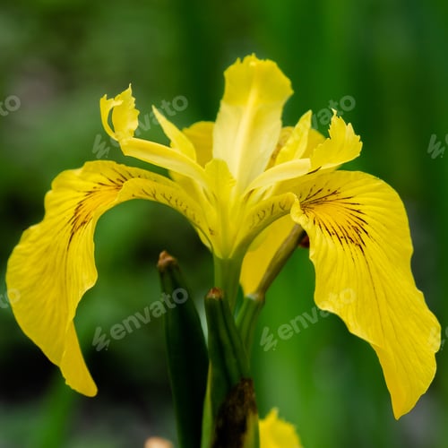 Preview: Siberian Iris Flower (Iris Sibirica) On A Green Background In The Garden