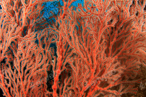 Preview: Coral