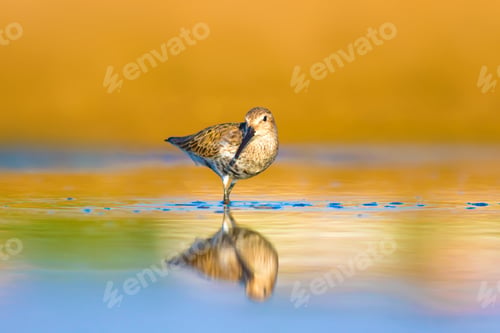 Preview: Cute Water Bird. Colorful Nature Background. Curlew Sandpiper