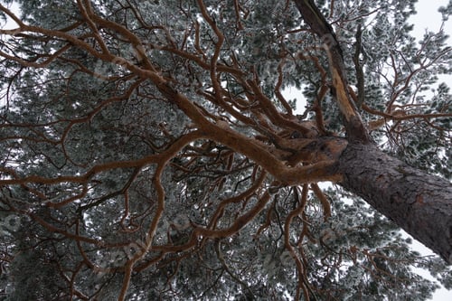Preview: Winter In The Foggy Forest