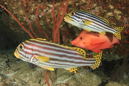Preview: Oriental Sweetlips And Snapper Fish