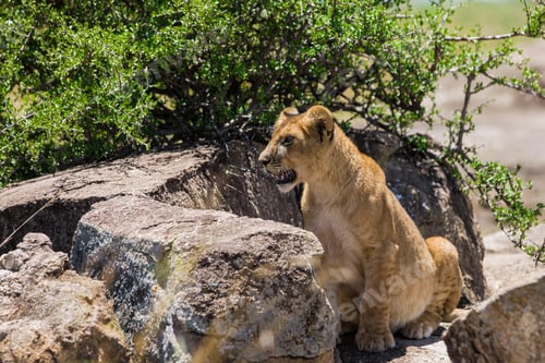Preview: Lion Cub In The Maasai Mara National Park, Kenya