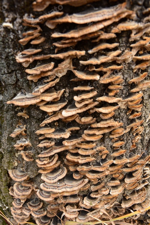 Preview: Fungus Growing On A Tree