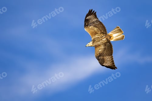 Preview: Bird Of Prey. Isolated Bird. Blue Sky Background. Long Legged Buzzard. Buteo Rufinus.