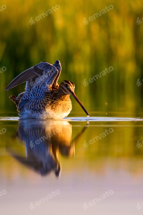 Preview: Bathing Bird. Green Yellow Nature Background. Bird: Common Snipe. Gallinago Gallinago.