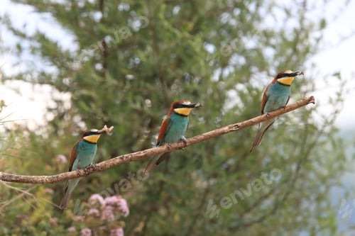 Preview: European Bee-Eater Baden Wuerttemberg