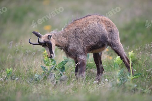 Preview: Chamois (Rupicapra Rupicapra) Vosges Mountains, France