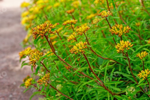 Preview: Bellevalia Speciosa Woronow On The Alpine Slide In The Garden