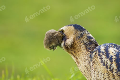 Preview: Bittern And Its Hunt. Green Nature Background. Bird: Eurasian Bittern. Botaurus Stellaris.