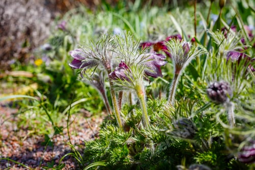 Preview: Pulsatilla Vulgaris In Spring Garden