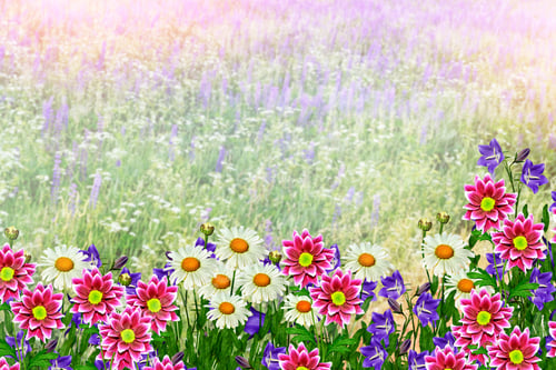 Preview: Summer Landscape With Wildflowers. Blue Flowers Lupine And White Daisies.