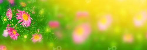 Preview: Colorful Aster Flowers On A Background Of The Autumn Landscape