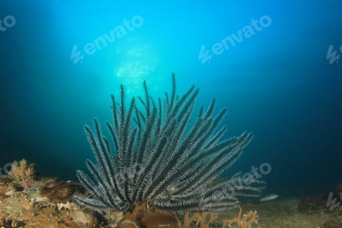 Preview: Feather Star On Underwater Coral Reef
