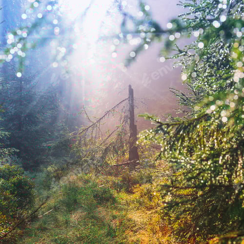 Preview: Forest Scenery With The Sun Casting Beautiful Rays Through The Fog