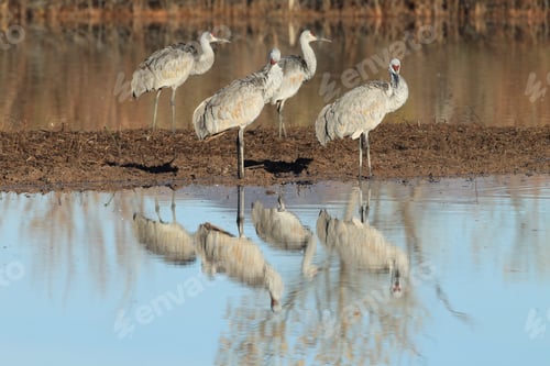 Preview: Sand Hill Crane (Grus Canadensis) At Bosque Del Apache National Wildlife Refuge