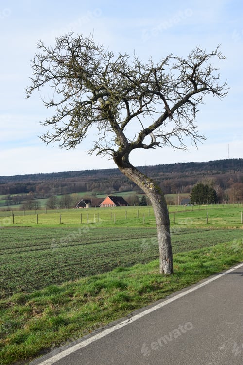 Preview: Gnarled Apple Tree On A Country Road