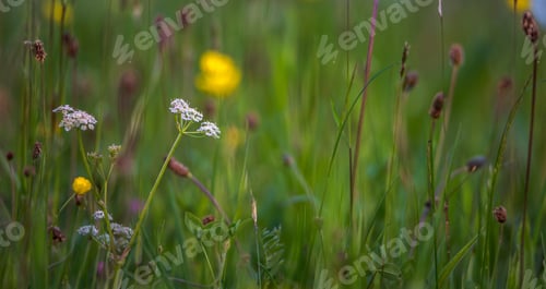 Preview: Daffodils In The Spring