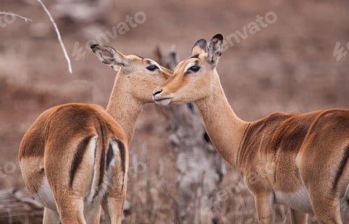 Preview: Impala Antelopes In The Etosha National Park, Namibia