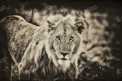 Preview: Vanishing Africa: Vintage Style Image Of An African Lion In The Maasai Mara National Park, Kenya