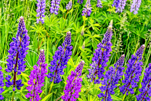 Preview: Summer Landscape With Beautiful Bright Lupine Flowers