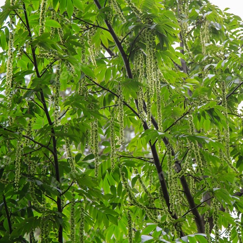 Preview: Branches Of Caucasian Walnut (Pterocarya Fraxinifolia) Tree (Family Juglandaceae) In Park Or Garden.