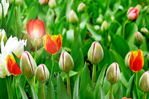 Preview: Flower Buds Of Tulips