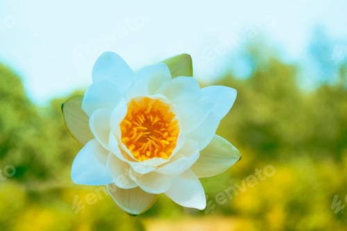 Preview: White Bright And Colorful Flower Water Lily.