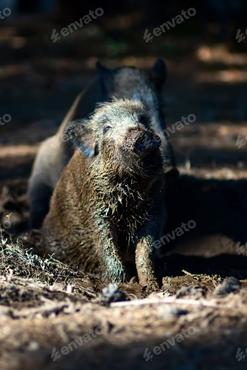 Preview: Wild Boar. Forest Background.