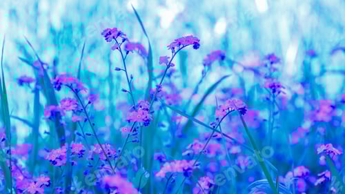 Preview: Flowers Of Forget-Me-Not. Summer Or Spring Background. Copy Space. Toned Image.