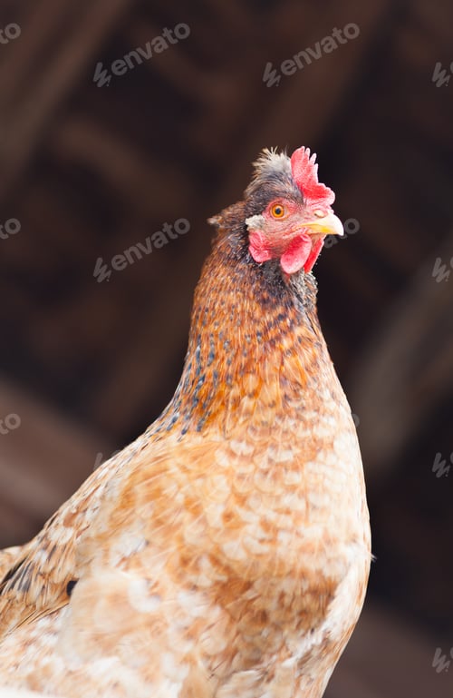 Preview: Closeup Portrait Of A Chicken In The Roost
