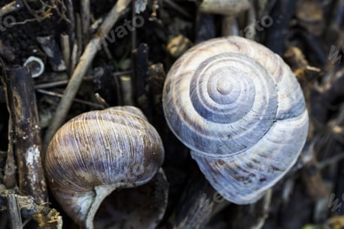 Preview: Orchard Snail (Helix Pomatia) - Shells With Soil Texture And Leaves