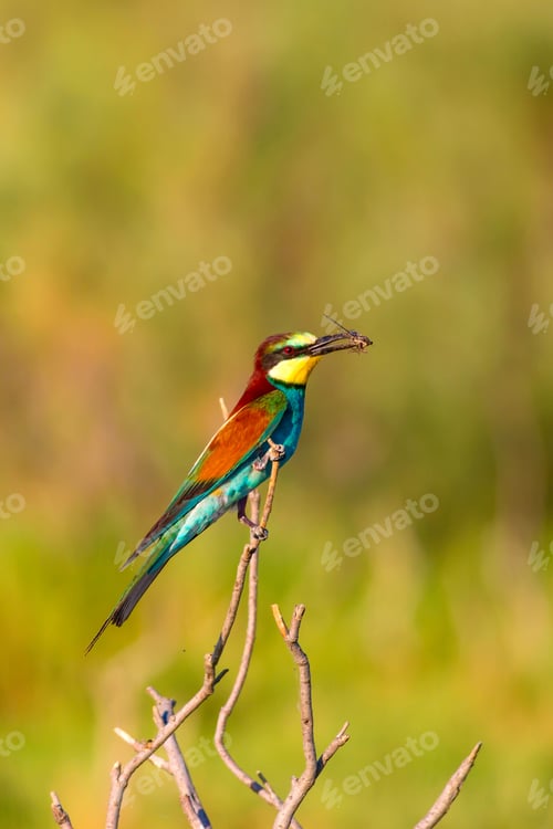 Preview: Colorful Bird. European Bee Eater. Green Nature Background.