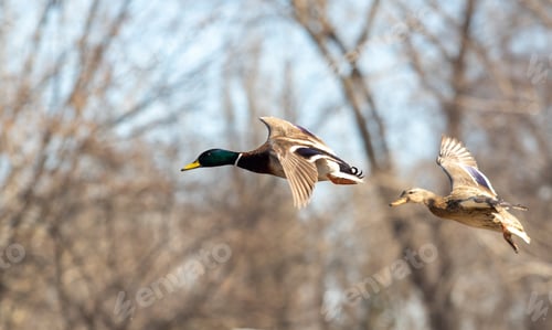 Preview: Spring Migration Of Wild Ducks