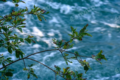 Preview: Birch Tree Leaves And Branches Against Dark Background In Warm Day. Countryside