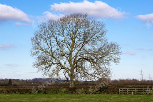 Preview: Large Bare Tree On Farmland