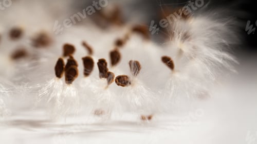 Preview: Abstract Composition With Dried Plants Seeds. Looks Like Dandelion Seeds