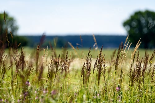 Preview: Field With Summer Flowers Blooming With Blur Background