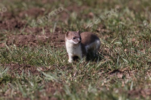 Preview: Stoat (Mustela Erminea) Swabian Alps Germany